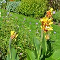 Canna x 'Fiesta'